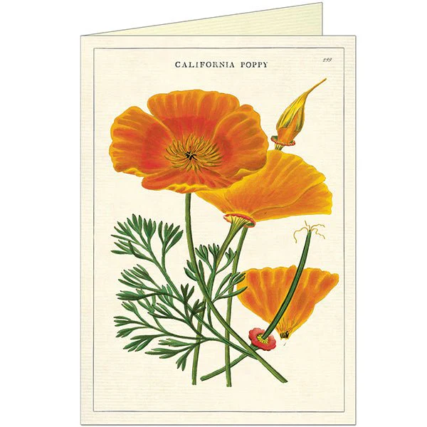 California Poppy Greeting Card
