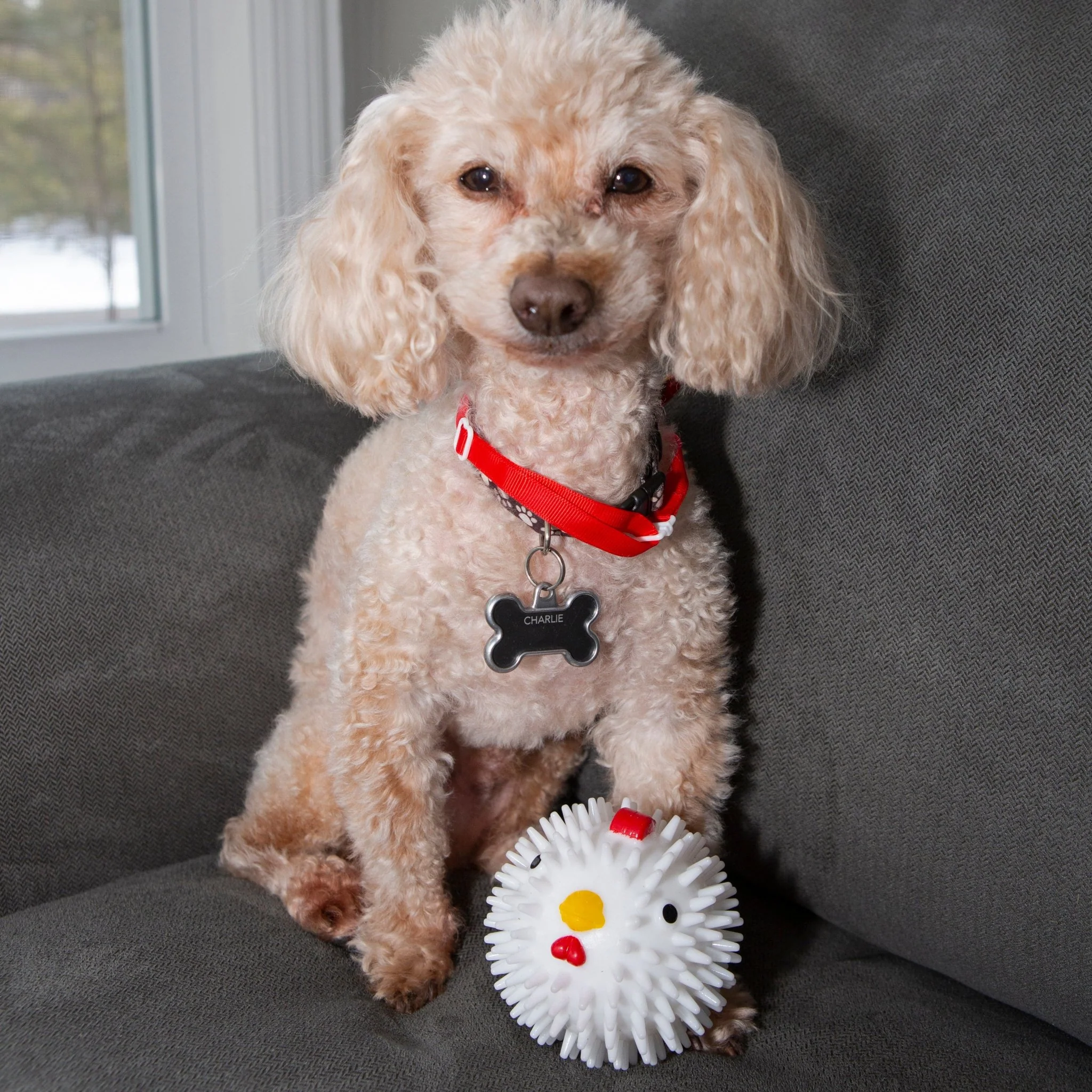 Chicken Dog Ball - Image 2