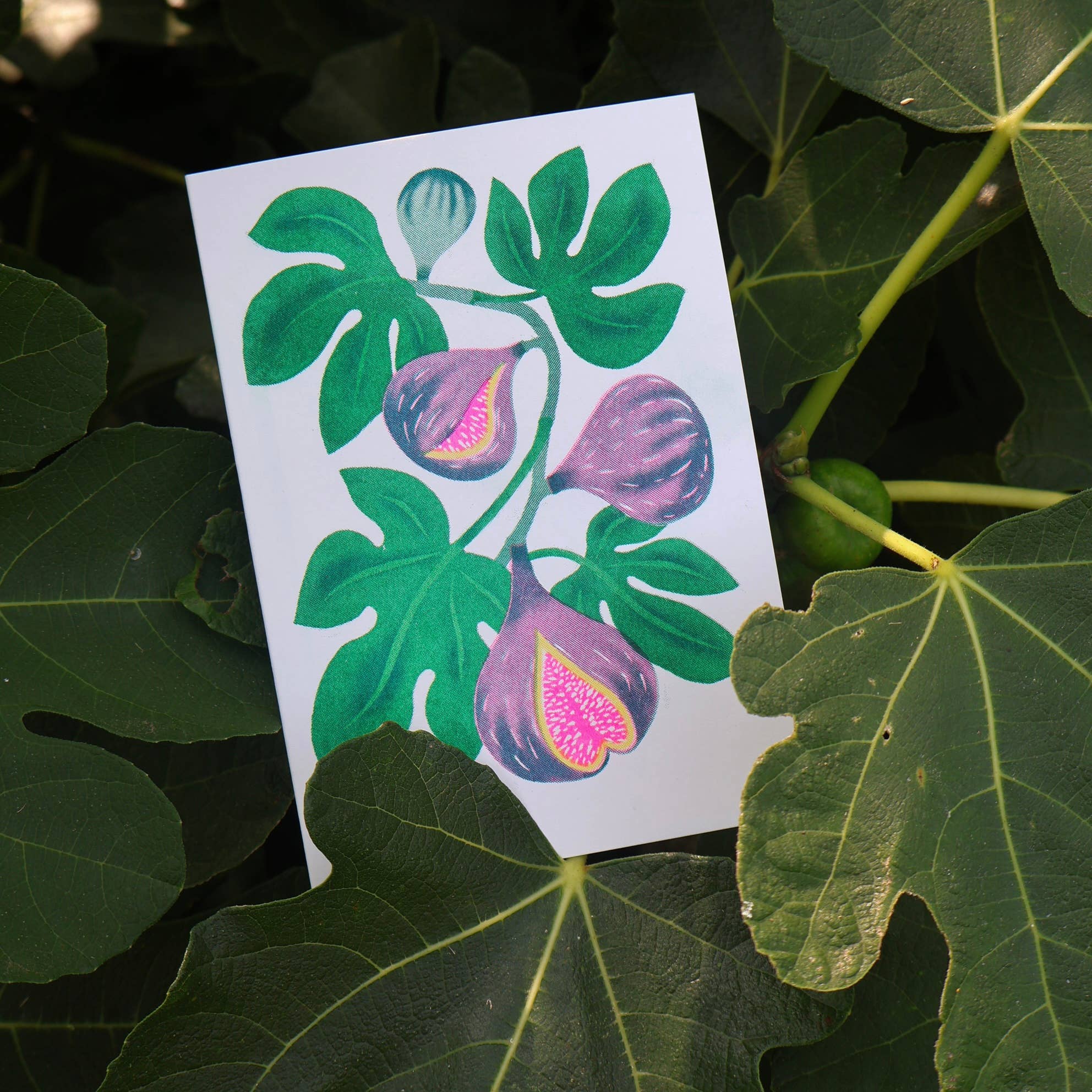 Fig Card - Image 5