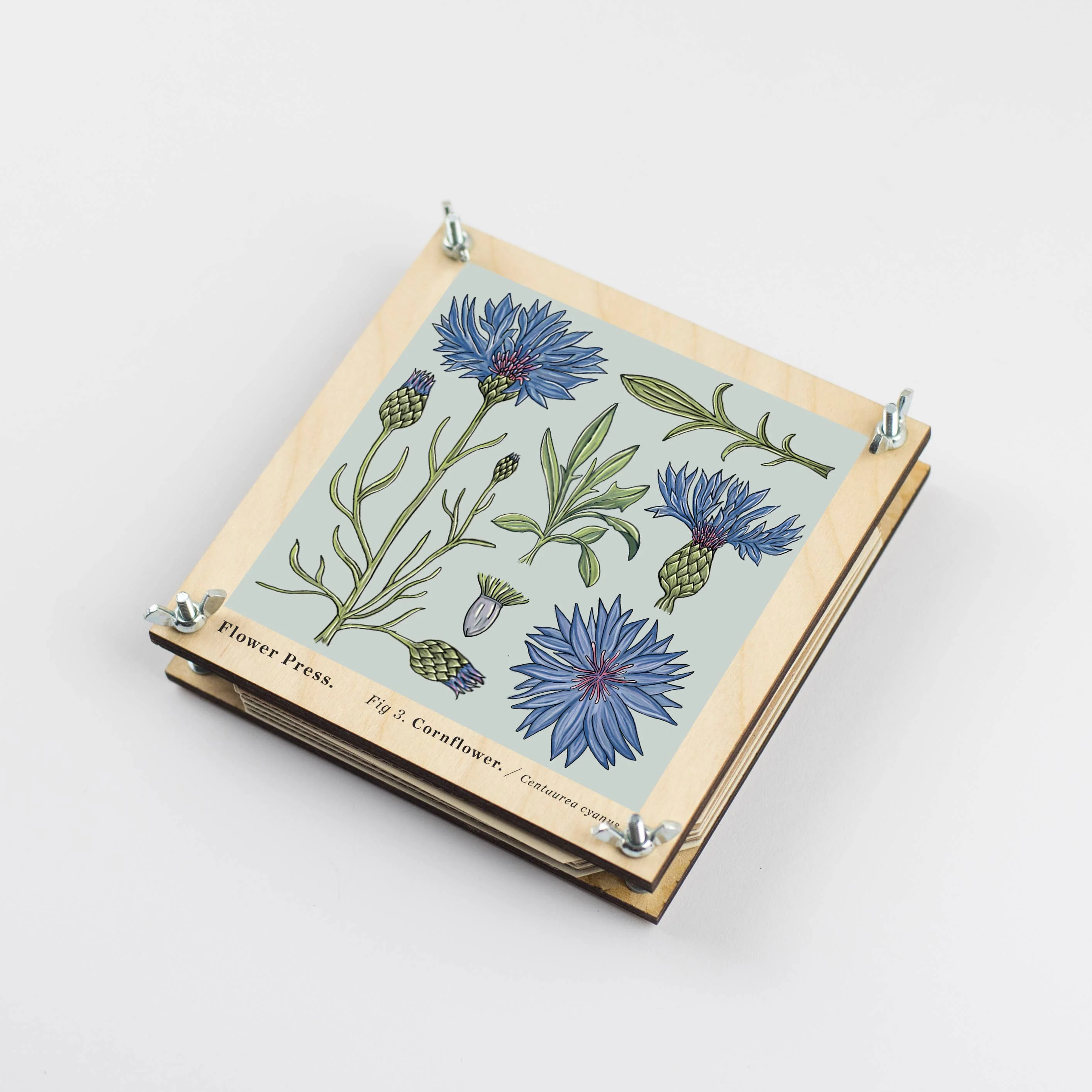Flower Press - Cornflower
