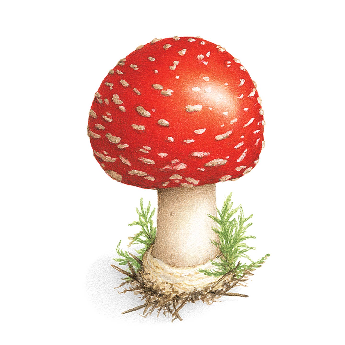 Tattly Tattoo Pair / Toadstool