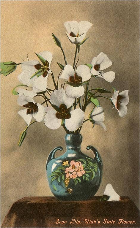 Utah Postcard / Sego Lily, Utah's State Flower