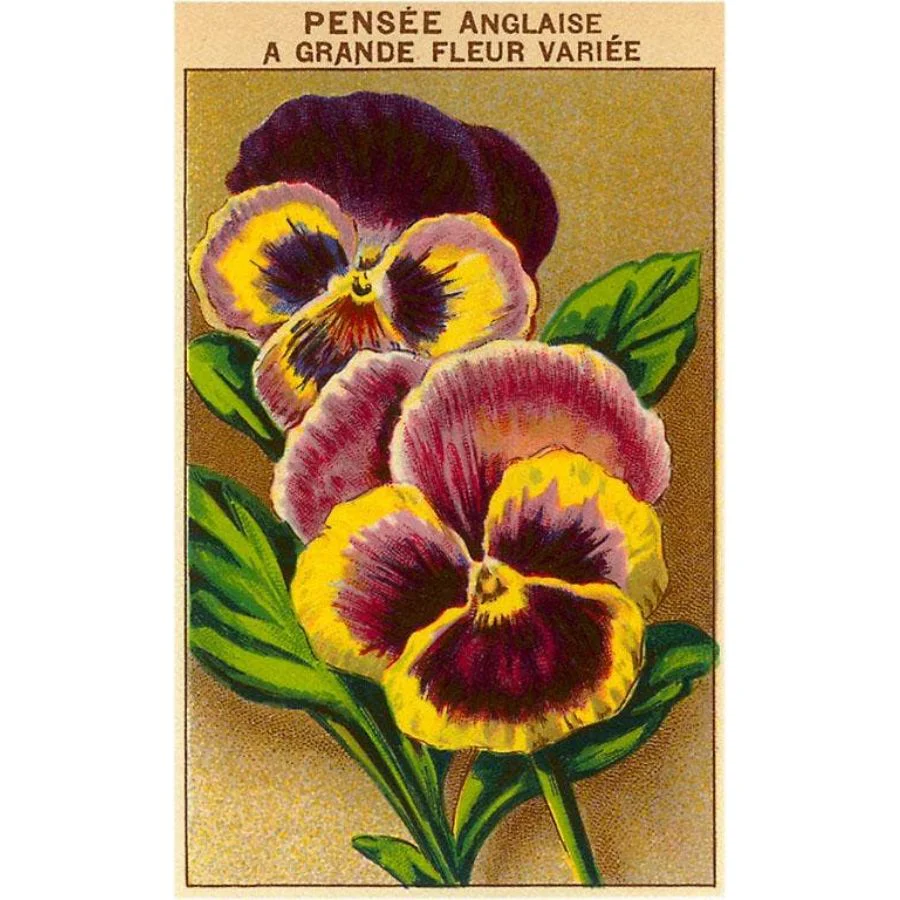 Vintage Magnet / French Pansy Seed Packet