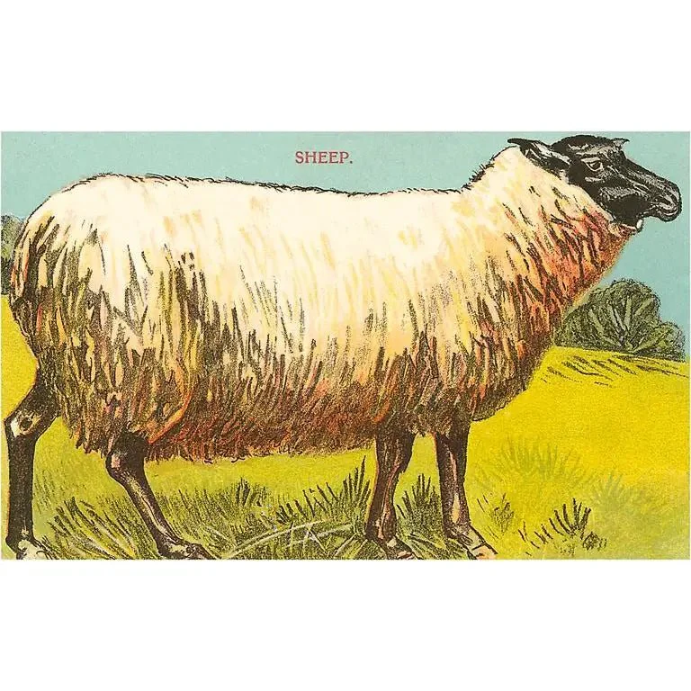 Vintage Postcard / Black-Faced Sheep