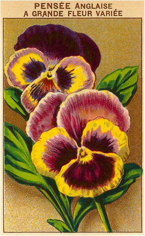 Vintage Postcard / French Pansy Seed Packet