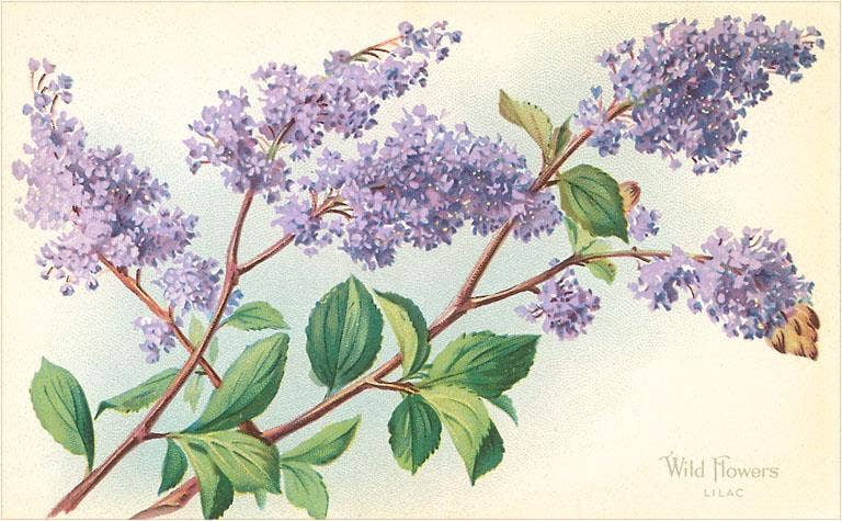 Vintage Postcard / Lilac