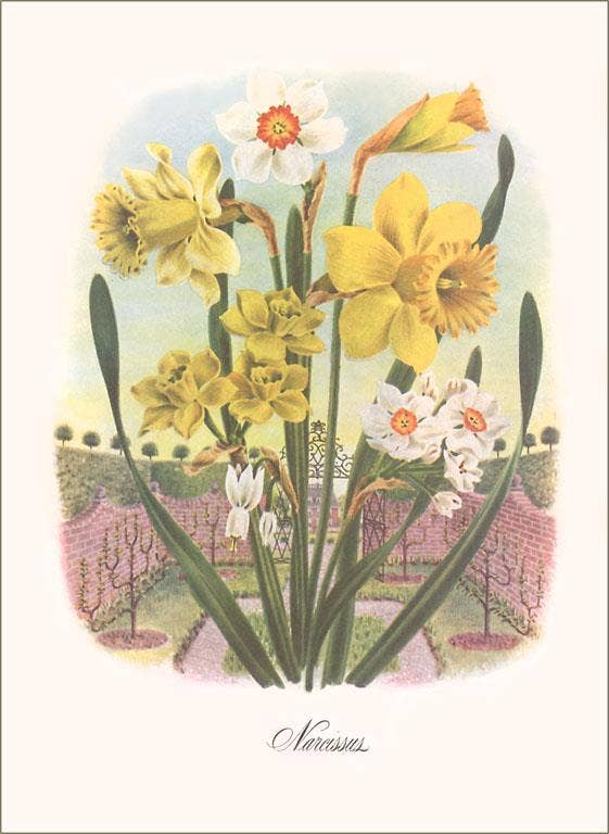 Vintage Postcard / Narcissus