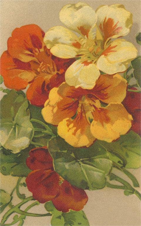 Vintage Postcard / Nasturtiums