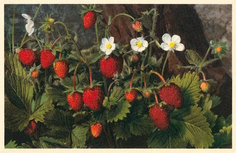 Vintage Postcard / Strawberry Plant