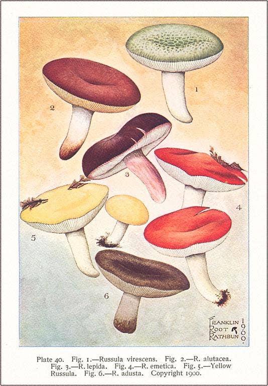 Vintage Postcard / Various Mushrooms